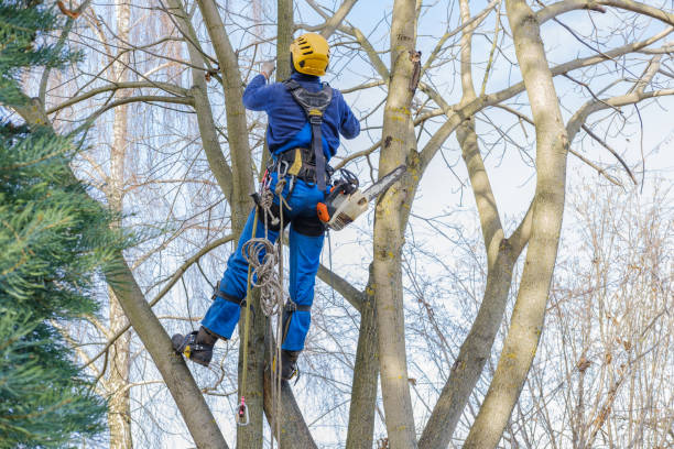 Best Tree Cabling and Bracing  in Sunriver, OR