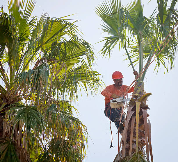 Best Tree Disease Treatment  in Sunriver, OR